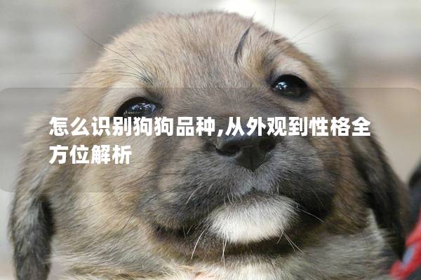 怎么识别狗狗品种,从外观到性格全方位解析