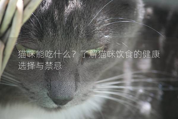 猫咪能吃什么？了解猫咪饮食的健康选择与禁忌