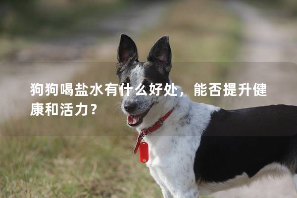 狗狗喝盐水有什么好处，能否提升健康和活力？