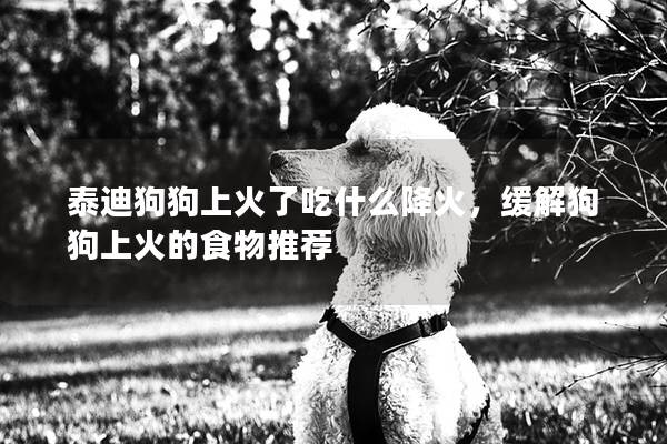 泰迪狗狗上火了吃什么降火，缓解狗狗上火的食物推荐