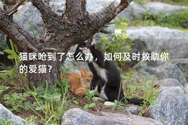 猫咪呛到了怎么办，如何及时救助你的爱猫？
