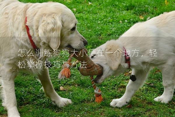怎么训练狗狗大小便在一个地方，轻松掌握技巧与方法