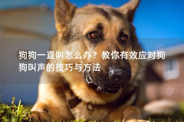 狗狗一直叫怎么办？教你有效应对狗狗叫声的技巧与方法