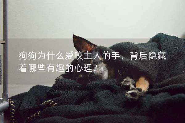 狗狗为什么爱咬主人的手，背后隐藏着哪些有趣的心理？