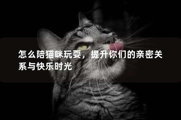怎么陪猫咪玩耍，提升你们的亲密关系与快乐时光