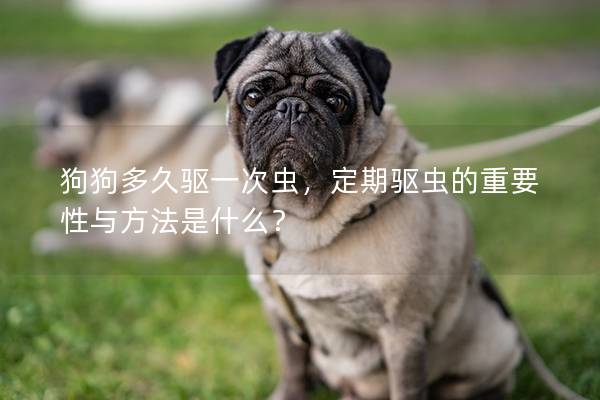 狗狗多久驱一次虫，定期驱虫的重要性与方法是什么？