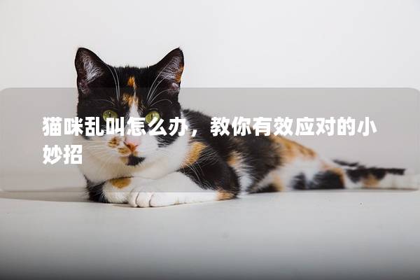 猫咪乱叫怎么办，教你有效应对的小妙招