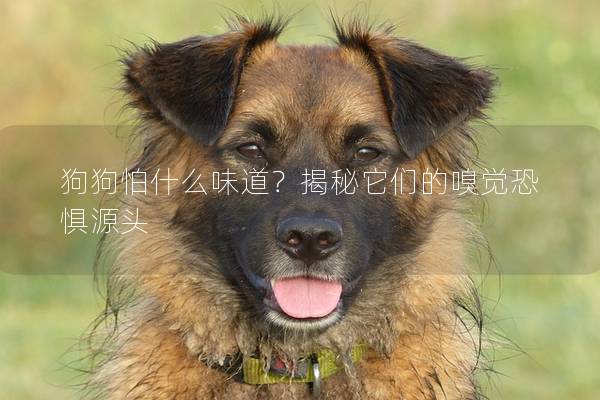 狗狗怕什么味道？揭秘它们的嗅觉恐惧源头