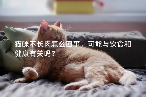 猫咪不长肉怎么回事，可能与饮食和健康有关吗？