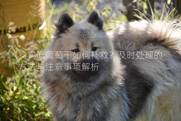 狗狗吃葡萄干如何补救？及时处理的方法与注意事项解析
