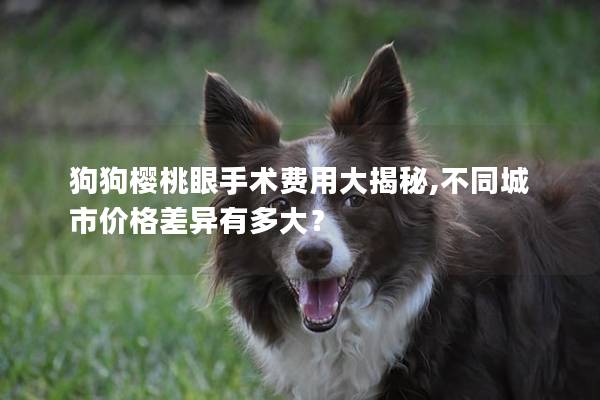 狗狗樱桃眼手术费用大揭秘,不同城市价格差异有多大？