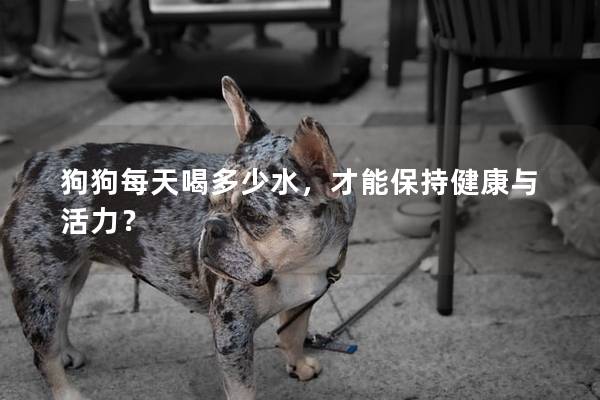 狗狗每天喝多少水，才能保持健康与活力？