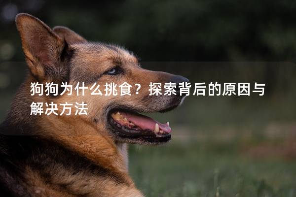 狗狗为什么挑食？探索背后的原因与解决方法