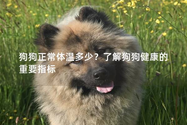 狗狗正常体温多少？了解狗狗健康的重要指标