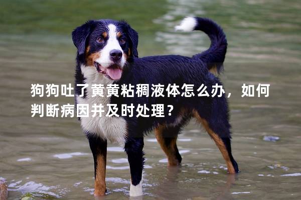狗狗吐了黄黄粘稠液体怎么办，如何判断病因并及时处理？