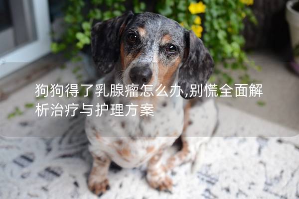 狗狗得了乳腺瘤怎么办,别慌全面解析治疗与护理方案