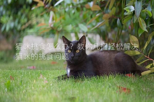 猫咪挑食怎么办？教你几招轻松解决猫咪的挑食问题