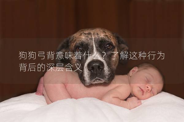 狗狗弓背意味着什么？了解这种行为背后的深层含义