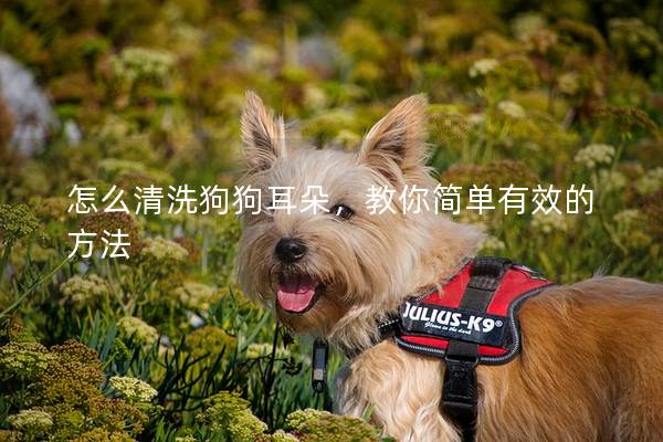 怎么清洗狗狗耳朵，教你简单有效的方法