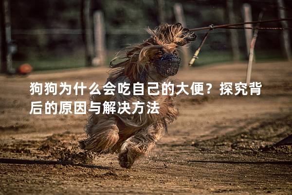 狗狗为什么会吃自己的大便？探究背后的原因与解决方法