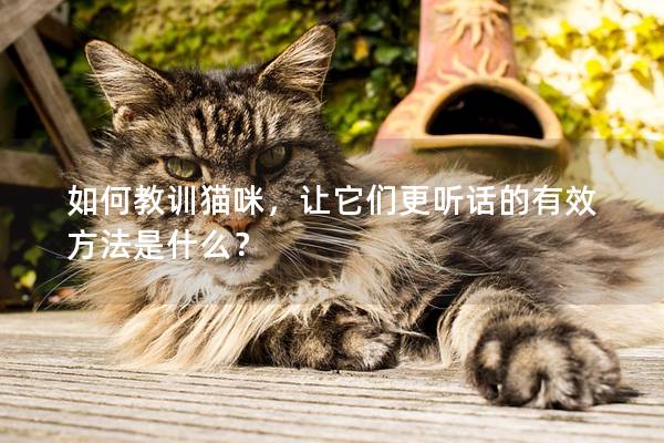 如何教训猫咪，让它们更听话的有效方法是什么？