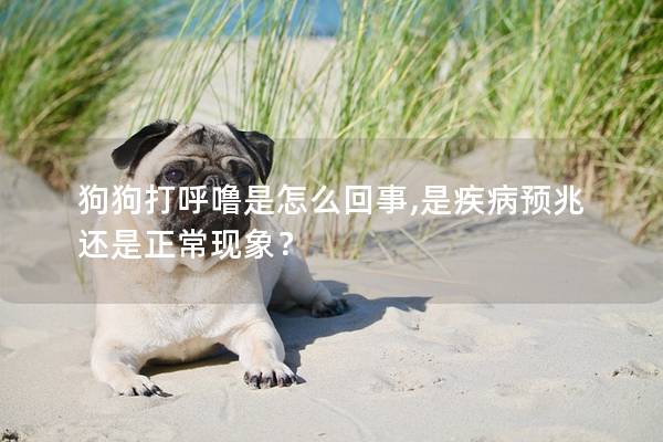 狗狗打呼噜是怎么回事,是疾病预兆还是正常现象？