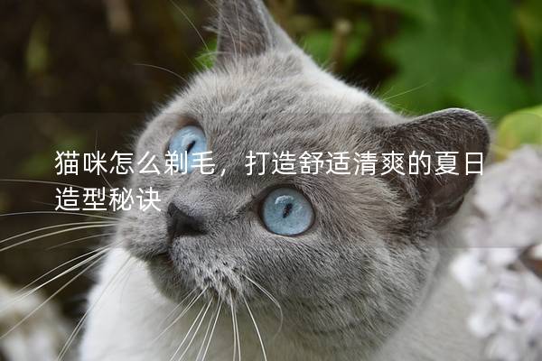 猫咪怎么剃毛，打造舒适清爽的夏日造型秘诀