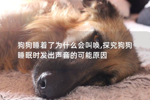 狗狗睡着了为什么会叫唤,探究狗狗睡眠时发出声音的可能原因