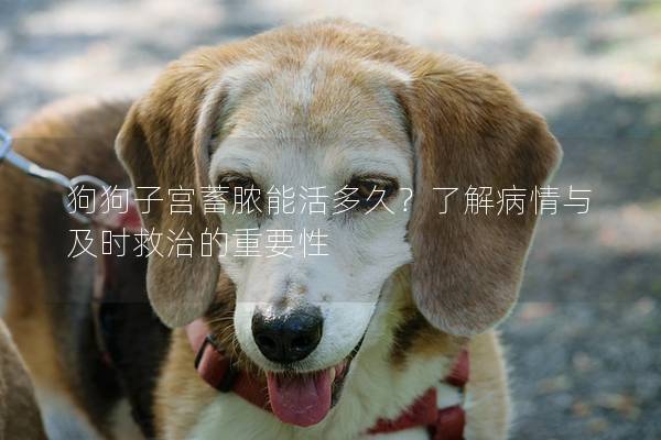 狗狗子宫蓄脓能活多久？了解病情与及时救治的重要性