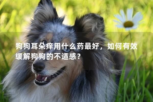 狗狗耳朵痒用什么药最好，如何有效缓解狗狗的不适感？