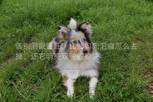 告别泪眼汪汪：比熊狗狗泪痕怎么去掉，还它明亮双眸的秘诀