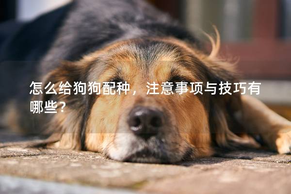 怎么给狗狗配种，注意事项与技巧有哪些？