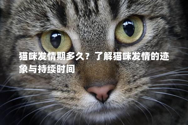 猫咪发情期多久？了解猫咪发情的迹象与持续时间