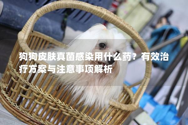 狗狗皮肤真菌感染用什么药？有效治疗方案与注意事项解析