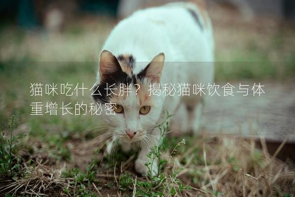 猫咪吃什么长胖？揭秘猫咪饮食与体重增长的秘密