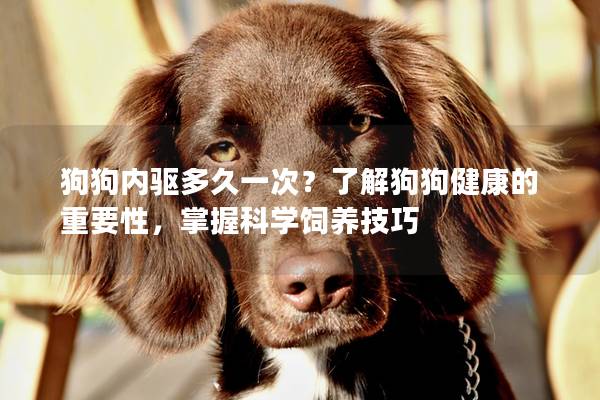 狗狗内驱多久一次？了解狗狗健康的重要性，掌握科学饲养技巧
