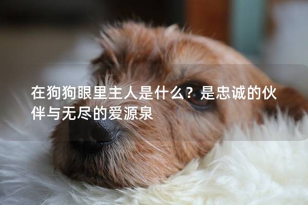 在狗狗眼里主人是什么？是忠诚的伙伴与无尽的爱源泉