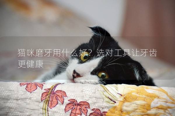 猫咪磨牙用什么好？选对工具让牙齿更健康