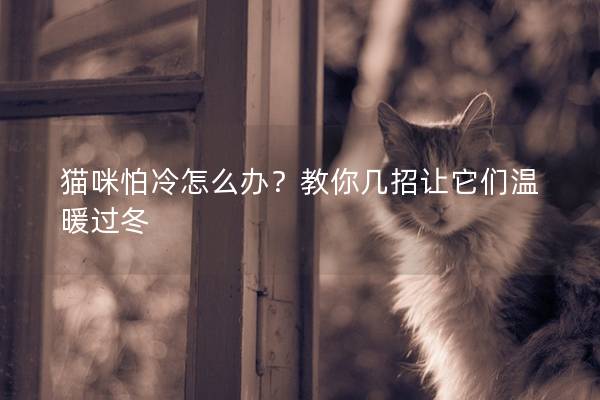 猫咪怕冷怎么办？教你几招让它们温暖过冬