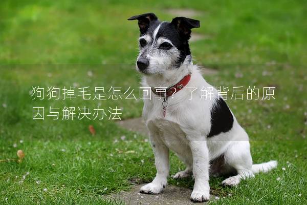 狗狗掉毛是怎么回事？了解背后的原因与解决办法