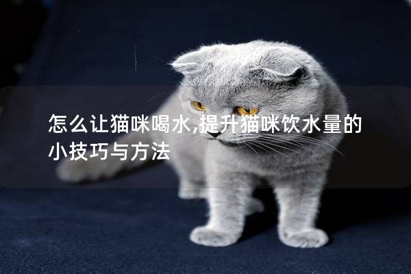怎么让猫咪喝水,提升猫咪饮水量的小技巧与方法