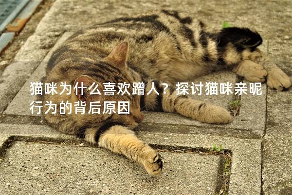 猫咪为什么喜欢蹭人？探讨猫咪亲昵行为的背后原因