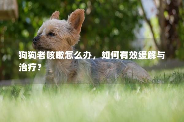 狗狗老咳嗽怎么办，如何有效缓解与治疗？