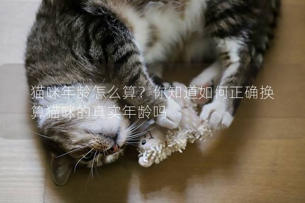猫咪年龄怎么算？你知道如何正确换算猫咪的真实年龄吗