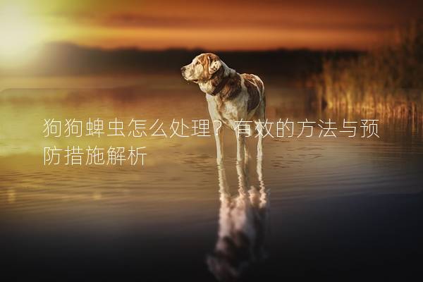 狗狗蜱虫怎么处理？有效的方法与预防措施解析