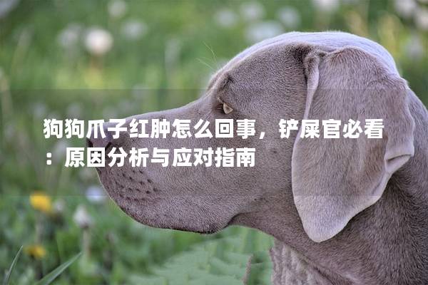 狗狗爪子红肿怎么回事，铲屎官必看：原因分析与应对指南
