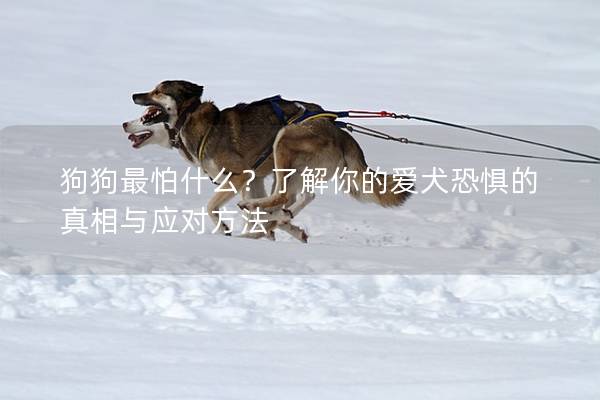 狗狗最怕什么？了解你的爱犬恐惧的真相与应对方法