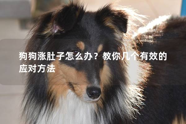 狗狗涨肚子怎么办？教你几个有效的应对方法