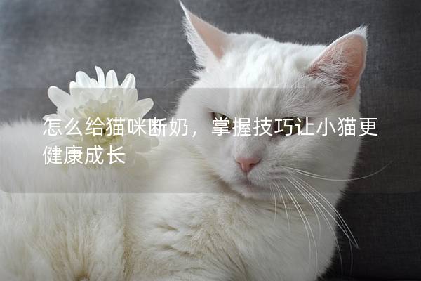 怎么给猫咪断奶，掌握技巧让小猫更健康成长