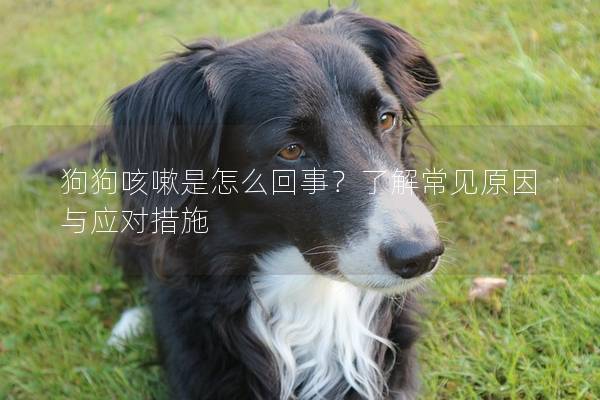 狗狗咳嗽是怎么回事？了解常见原因与应对措施